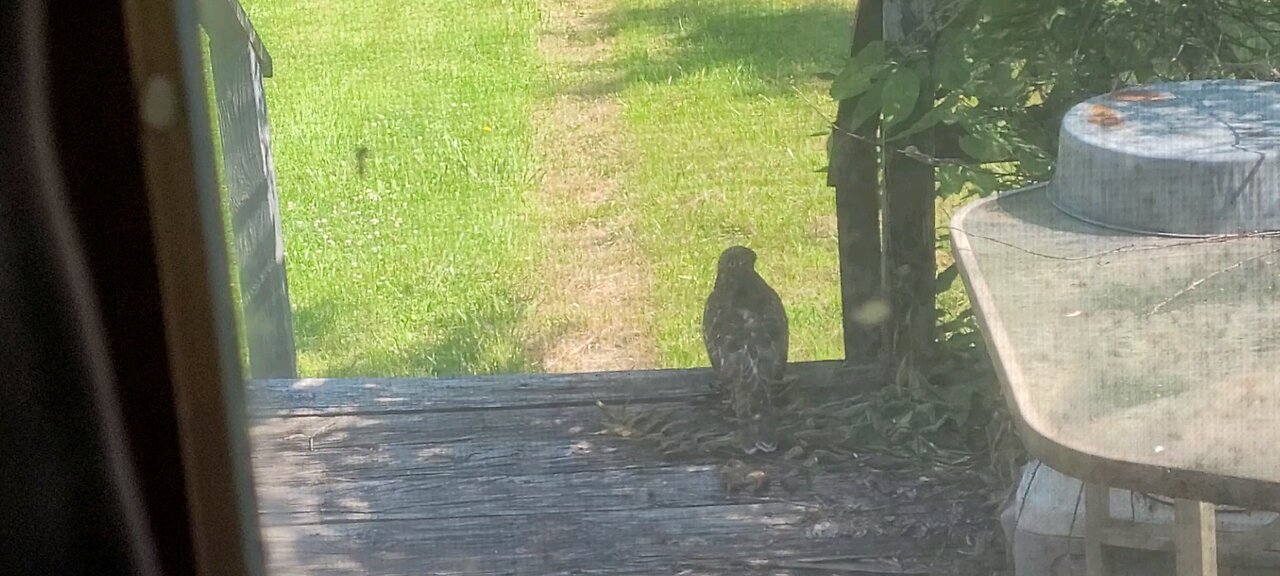 Hawk On Our Back Deck 6-16-24