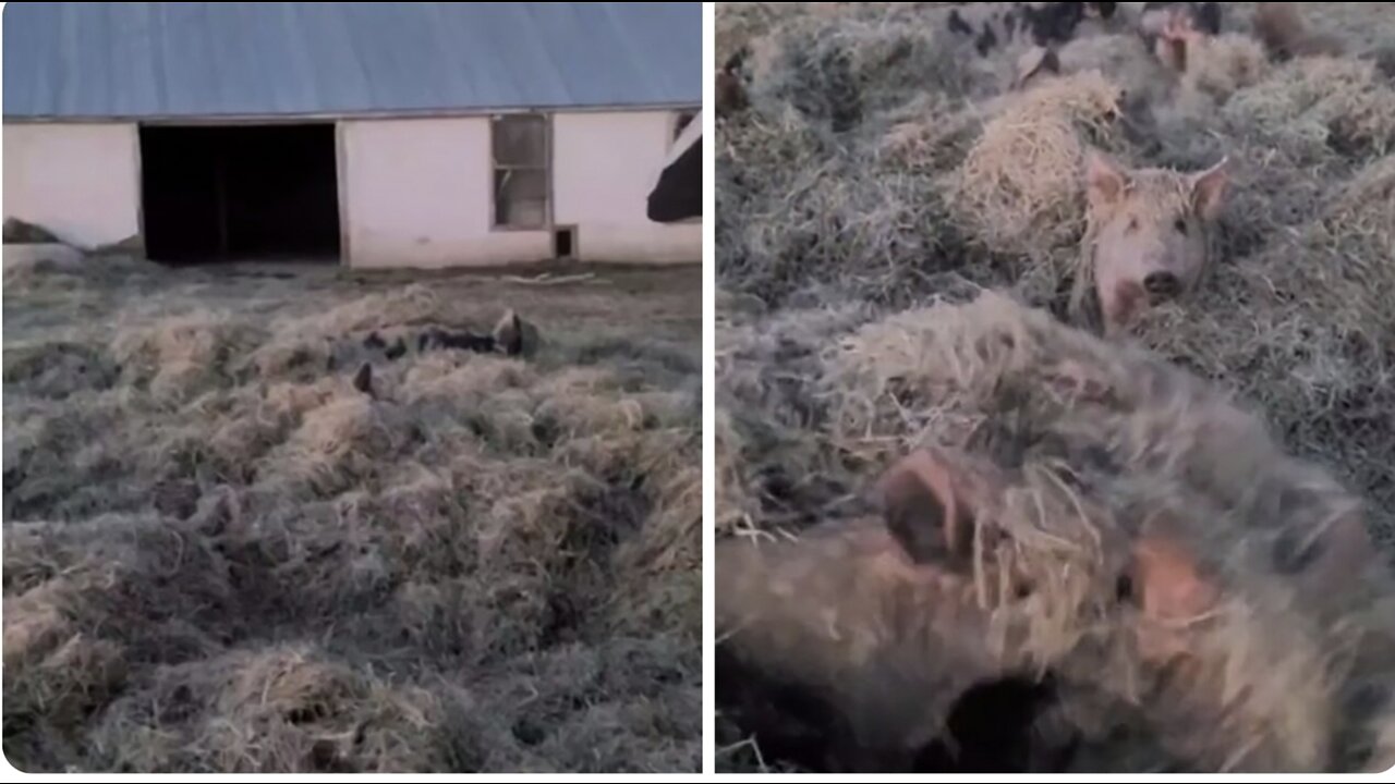 Adorable pigs cozy up under piles of hay to stay warm