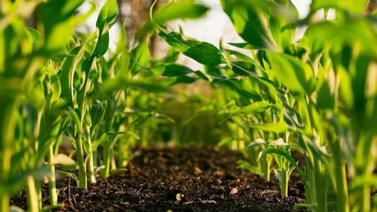 Super Trees and Super Crops Can Draw More Carbon From The Atmosphere To Mitigate Climate Change !!