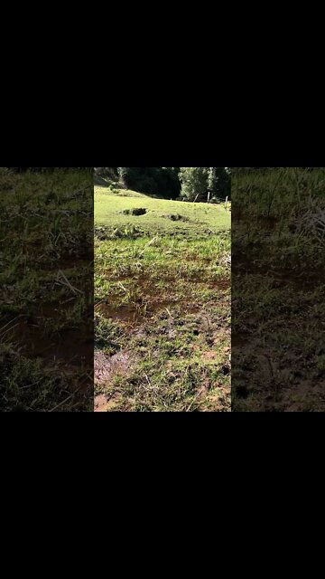 The sounds of happy frogs and bees on a beautiful Spring day by the creek. Another day in paradise.