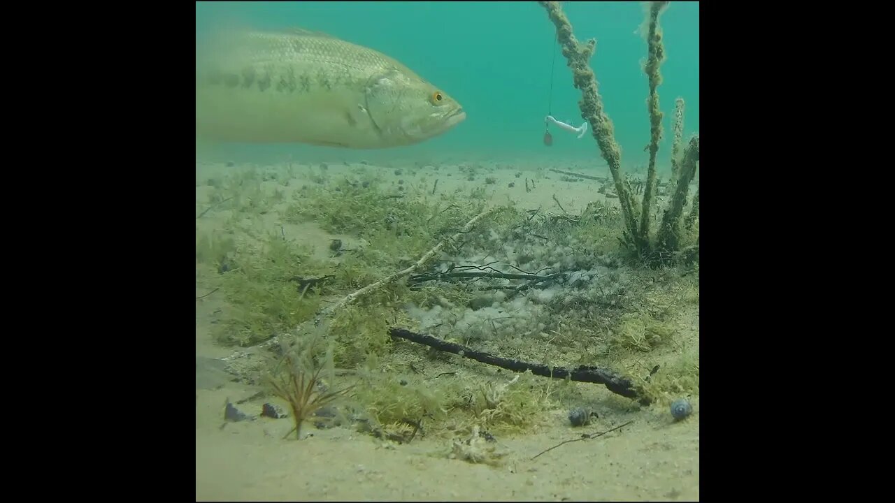 bass doesn't want it