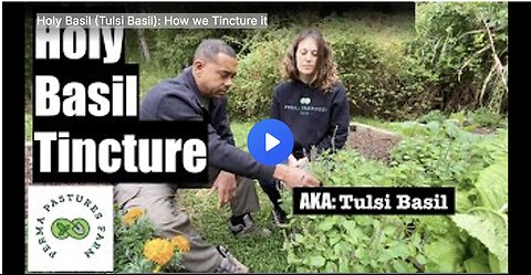 Holy Basil (Tulsi Basil): How we Tincture it