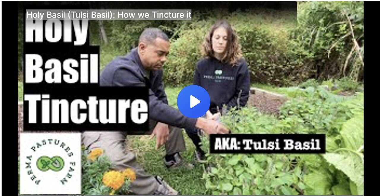 Holy Basil (Tulsi Basil): How we Tincture it