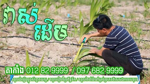 តាកាំងរៀនដាំដូង / វាស់កម្ពស់ដូងបន្ទាប់ពីដាំបាន៤៥ថ្ងៃកន្លងមក / Coconut / Agriculture