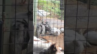 Guinea fowl keets between dog and geese. Safe as.