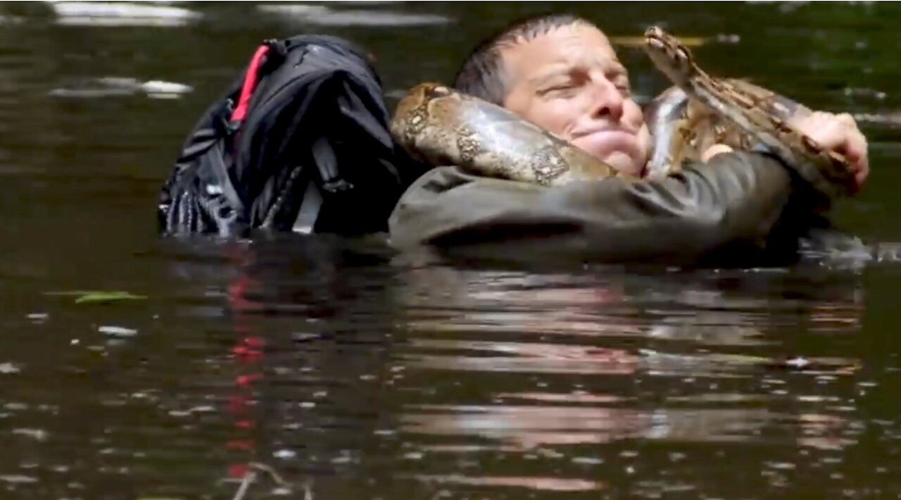 Bear's WILDest Moments Animals on the Loose: A You vs Wild Movie 😮😱👍।।