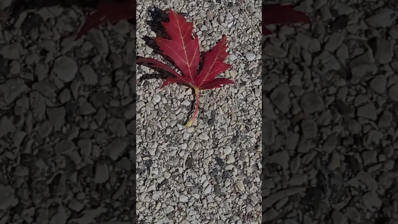 red leaf #shorts