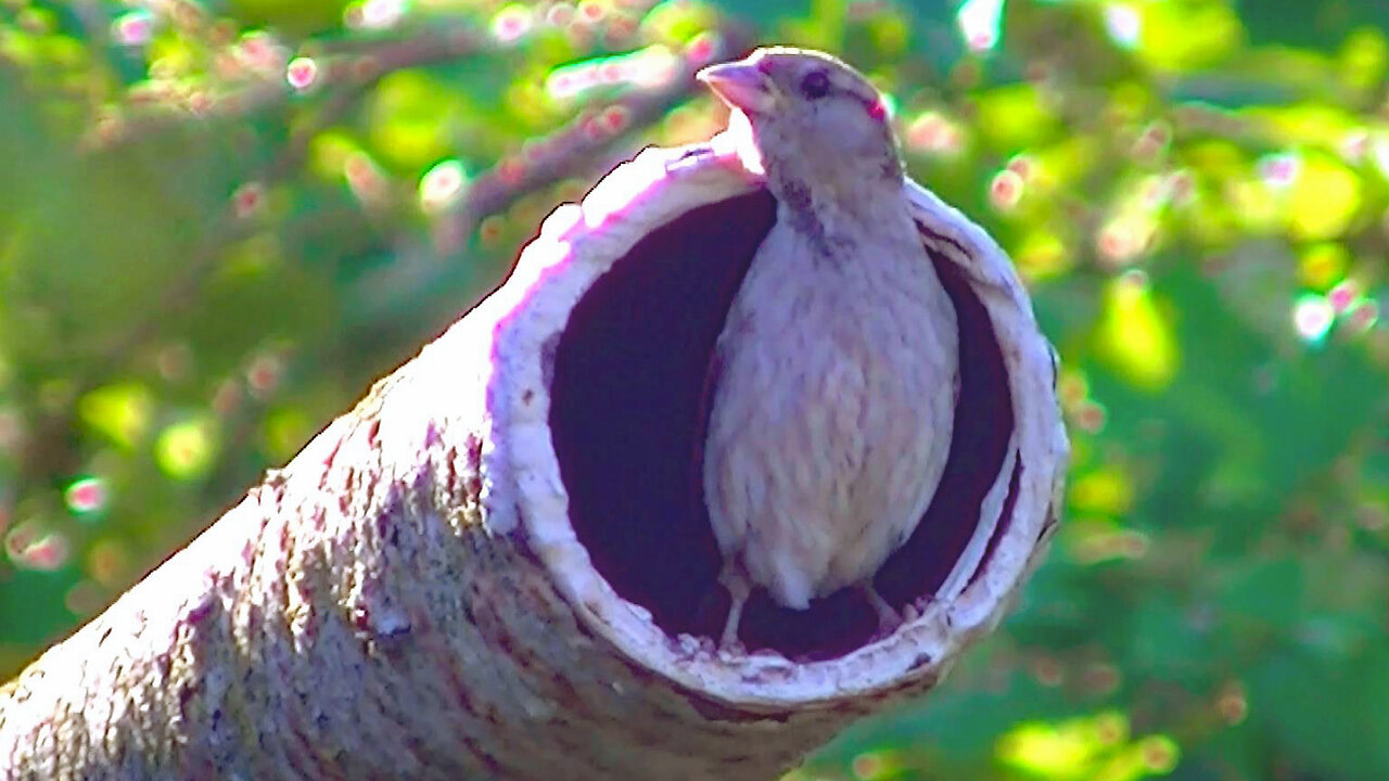 IECV NV #695 - 👀 House Sparrows In The Rusty Pole 🐤7-23-2018