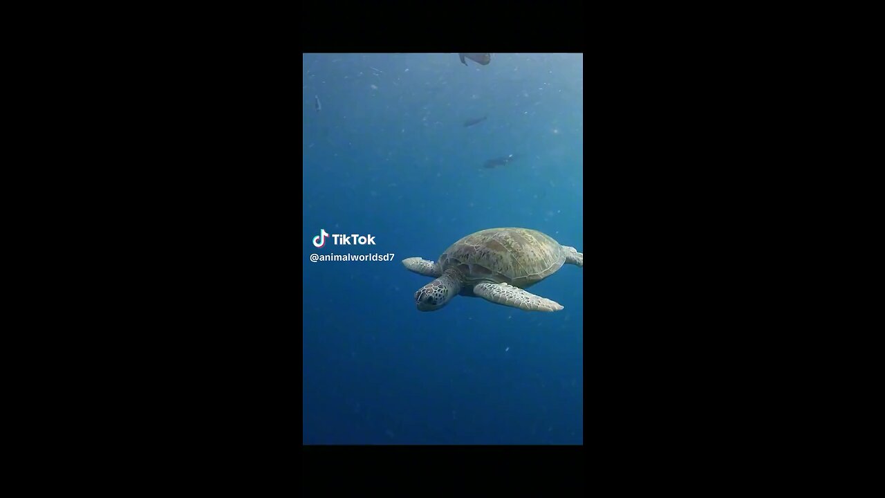 green turtles