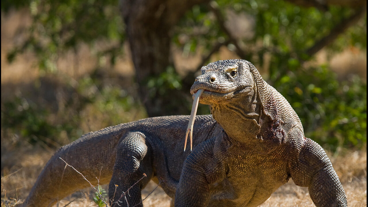 Humans are Pushing Komodo Dragons to Extinction