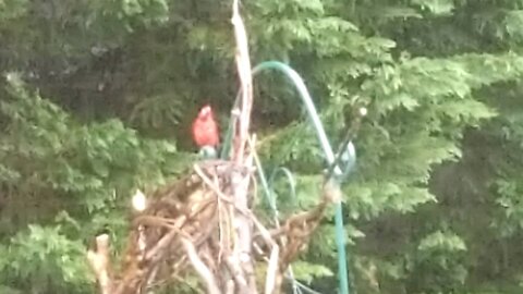 Cardinal singing in the rain