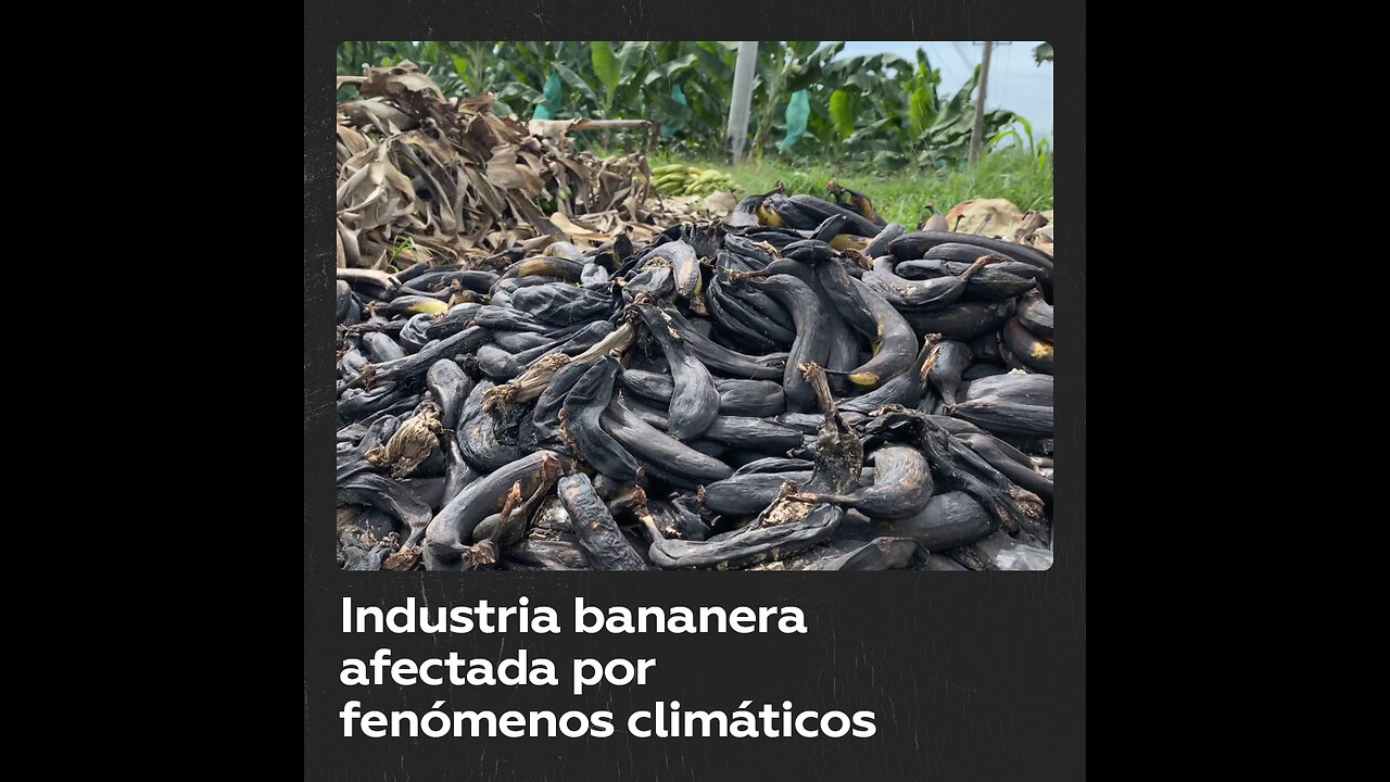 El clima extremo desafía a la industria bananera de Ecuador