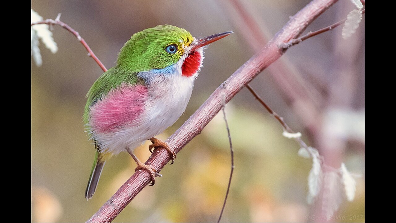 5 Fun Facts About The Cuban Tody