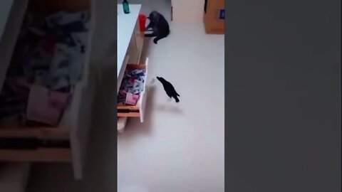 A Jungle Myna, has been trained to go out and look for cash, then bring it back home with him.
