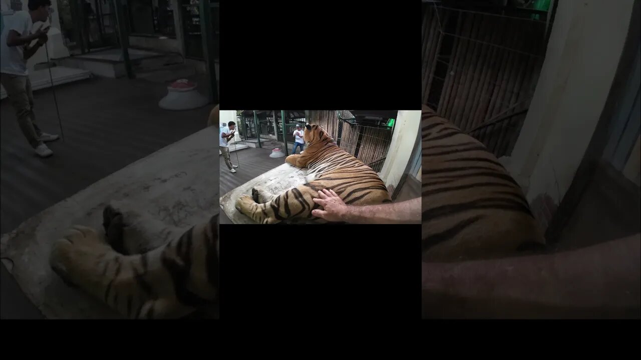 Getting In A Cage With A Giant Thailand Tiger