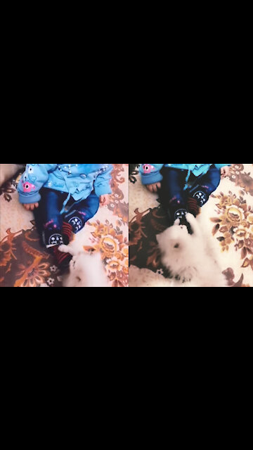 Adorable Kitten Biting To Kid's Feet, Both Flowers of Heaven Playing Together