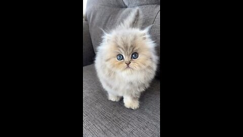 Cute kitty