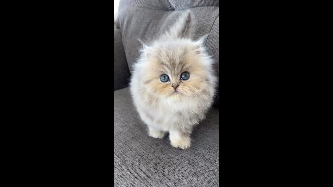 Cute kitty