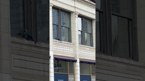 Chicago, Illinois: An exotic bird escaped firefighters assisted the owner using a long pike-pole