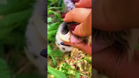 Predators