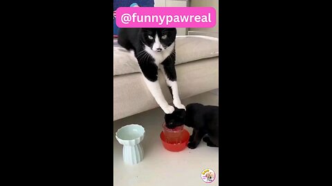 animal funny video