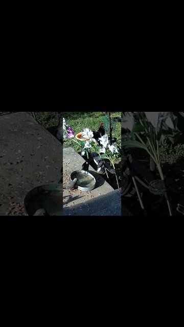 The Red Winged Blackbird Jumps Onto Another One #Shorts 🌹