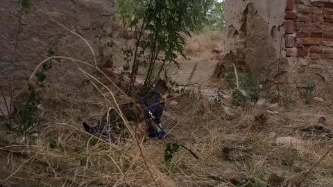 Cat Discovers a Ruin