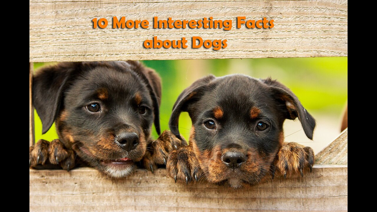 10 More Interesting Facts about Dogs