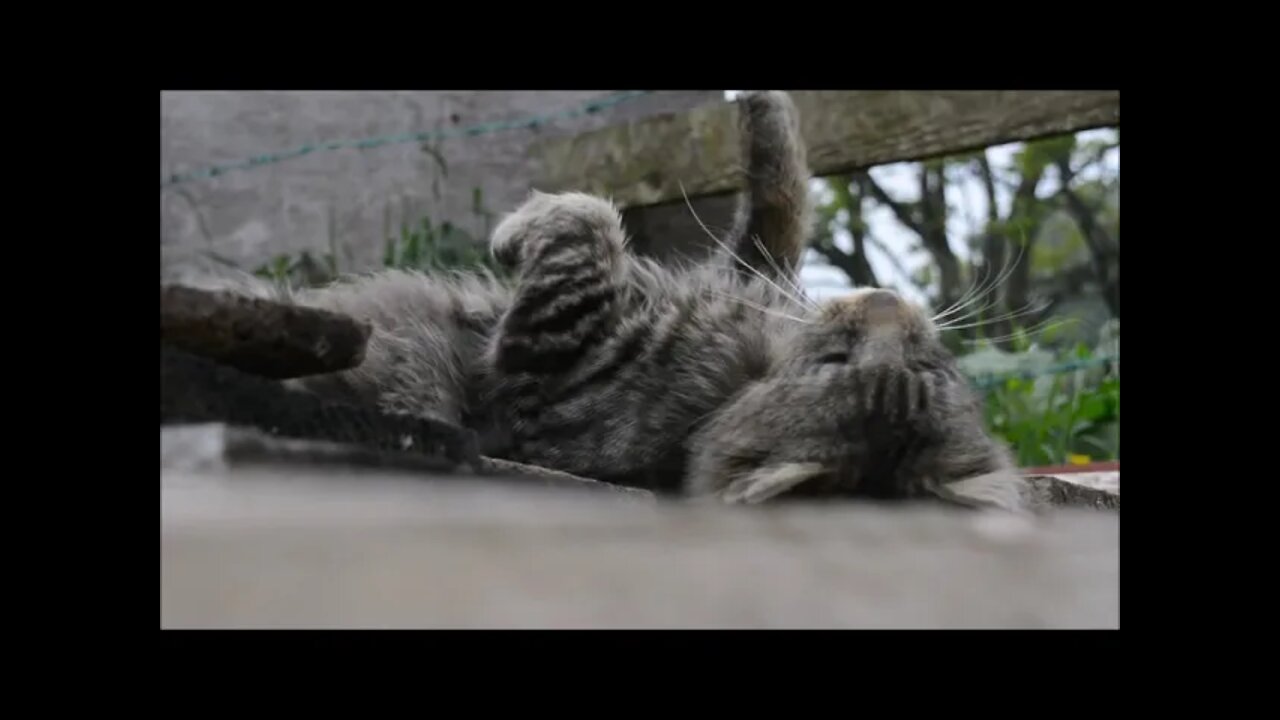 Cat Rolling Around Outside