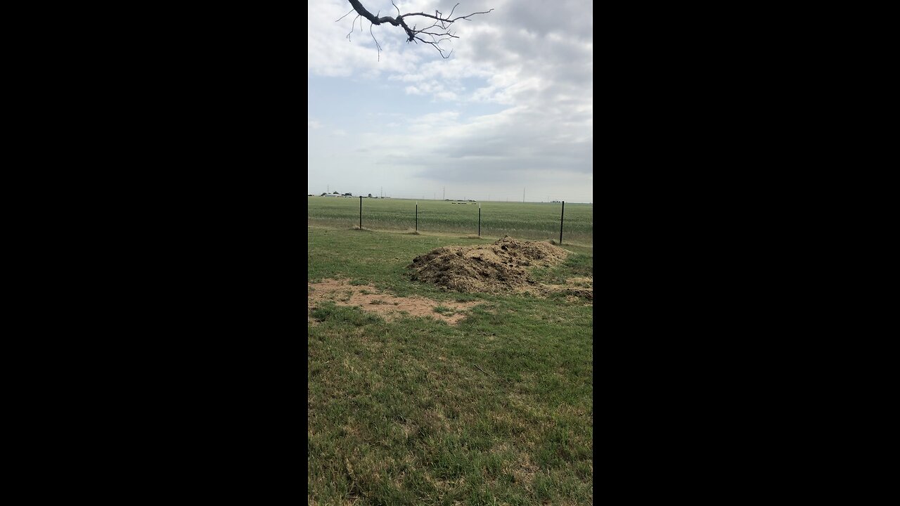 Wild hogs running past the homestead