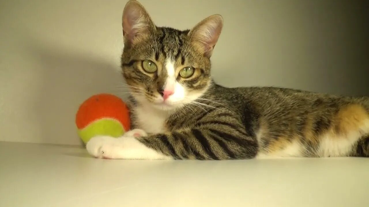 Kitten Has a New Ball