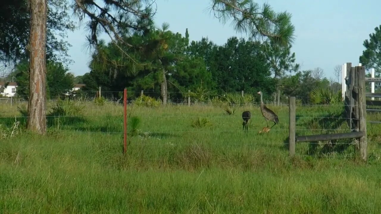 Sandhill Cranes Brought Their Colt #Baby