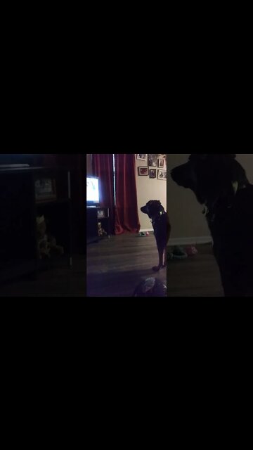 My Pet Bella Barking at the dogs