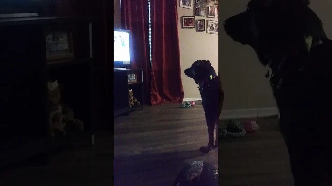 My Pet Bella Barking at the dogs