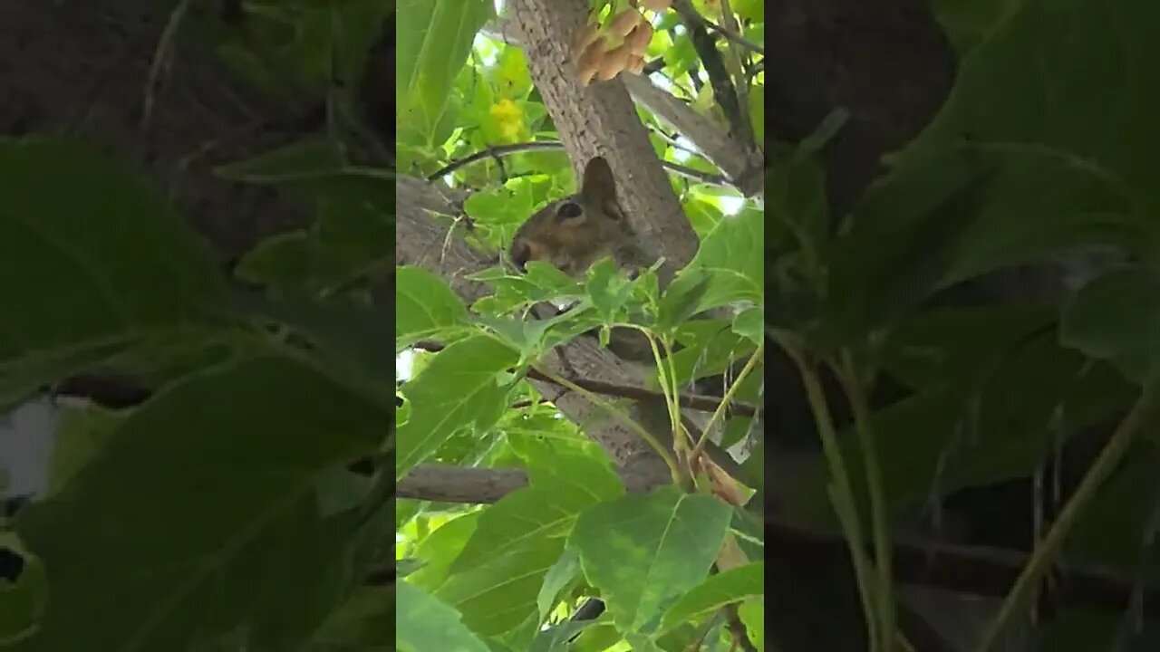 SQUIRREL OR SOMETHING LIKE THIS