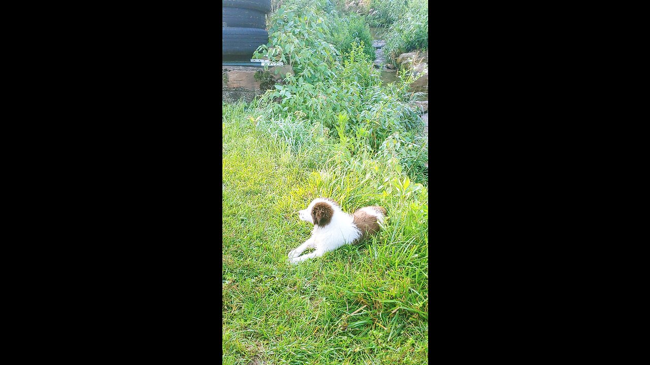 Tiny bounding up creek