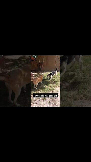 Woofer Vs Doggo #shorts