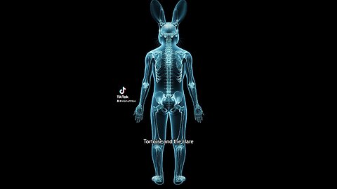 Rabbit X-Rays