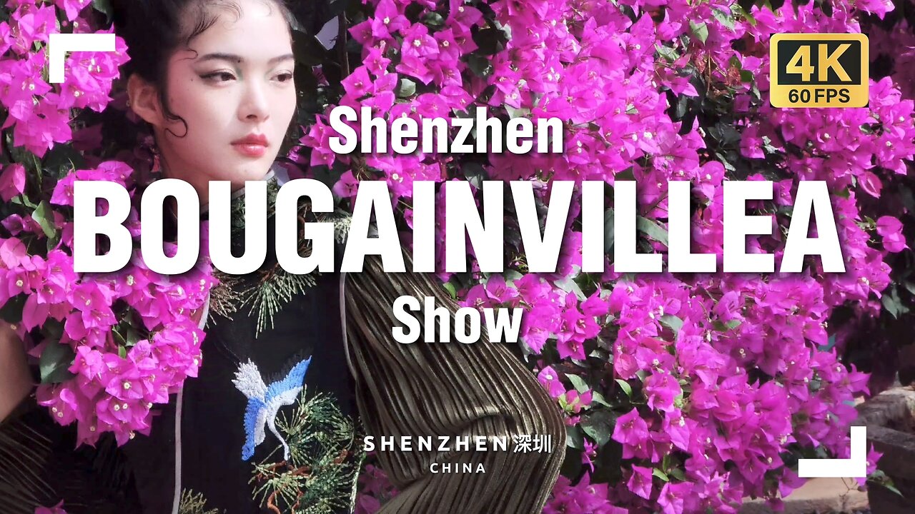 The Biggest Bougainvillea Flower Show in Shenzhen, China! 🌸🇨🇳