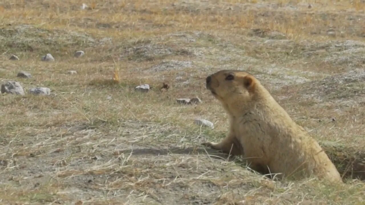 Himalayan Marmots Cute Fur Wild Animal in the Alpine Grasslands of the Himalayas Ladakh Wildlife541