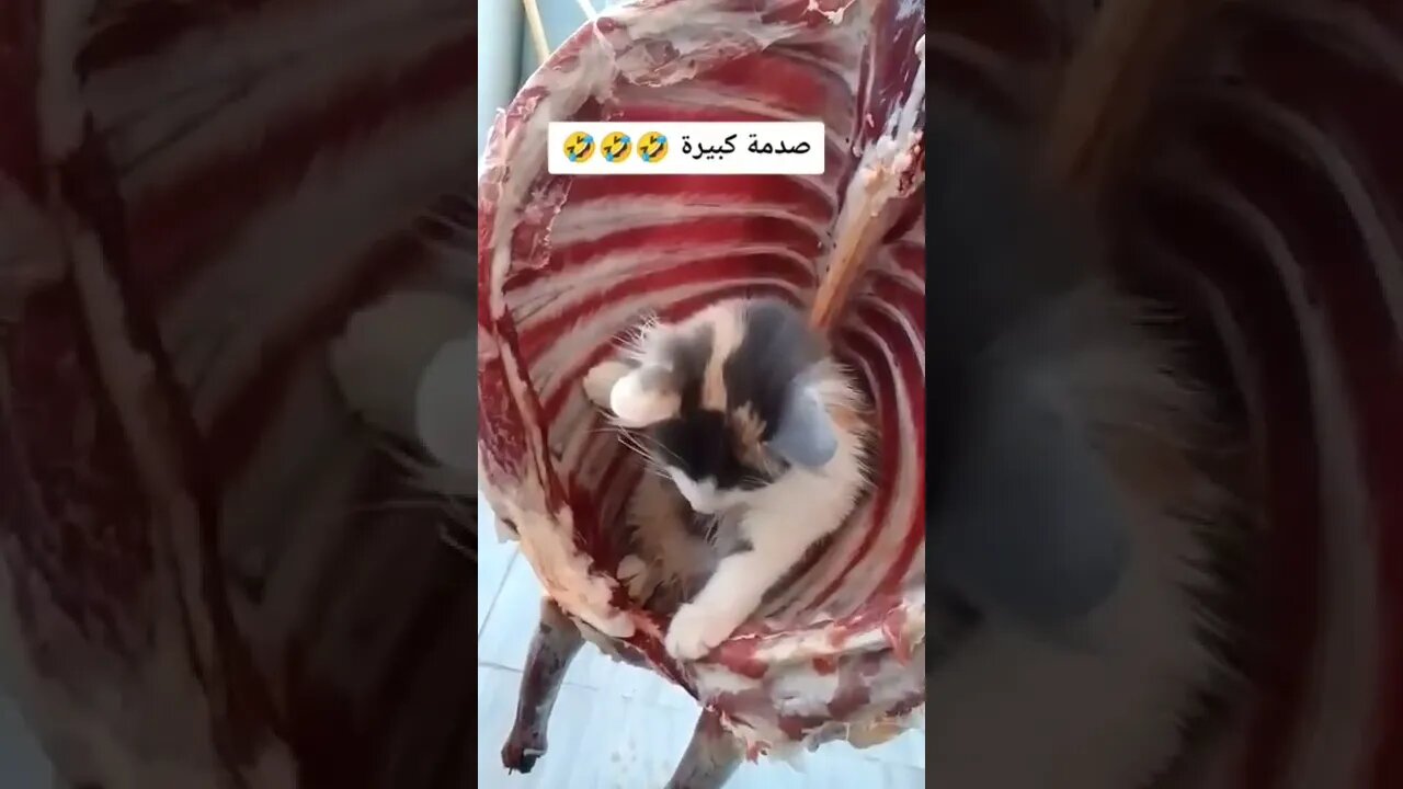 صدمة كبيرة قط وسط الدبيحة 😂😂😂😂