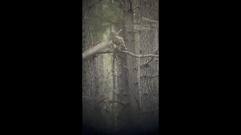 Hawk with a squirrel