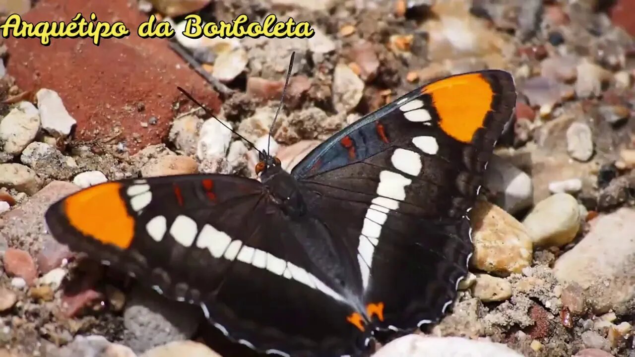 🦋Série Arquétipos (Arquétipo da Borboleta)