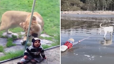 This tiger tries to bite a kid