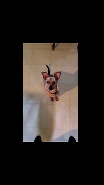 Playing with Bluto The Chihuahua at Lunch Again