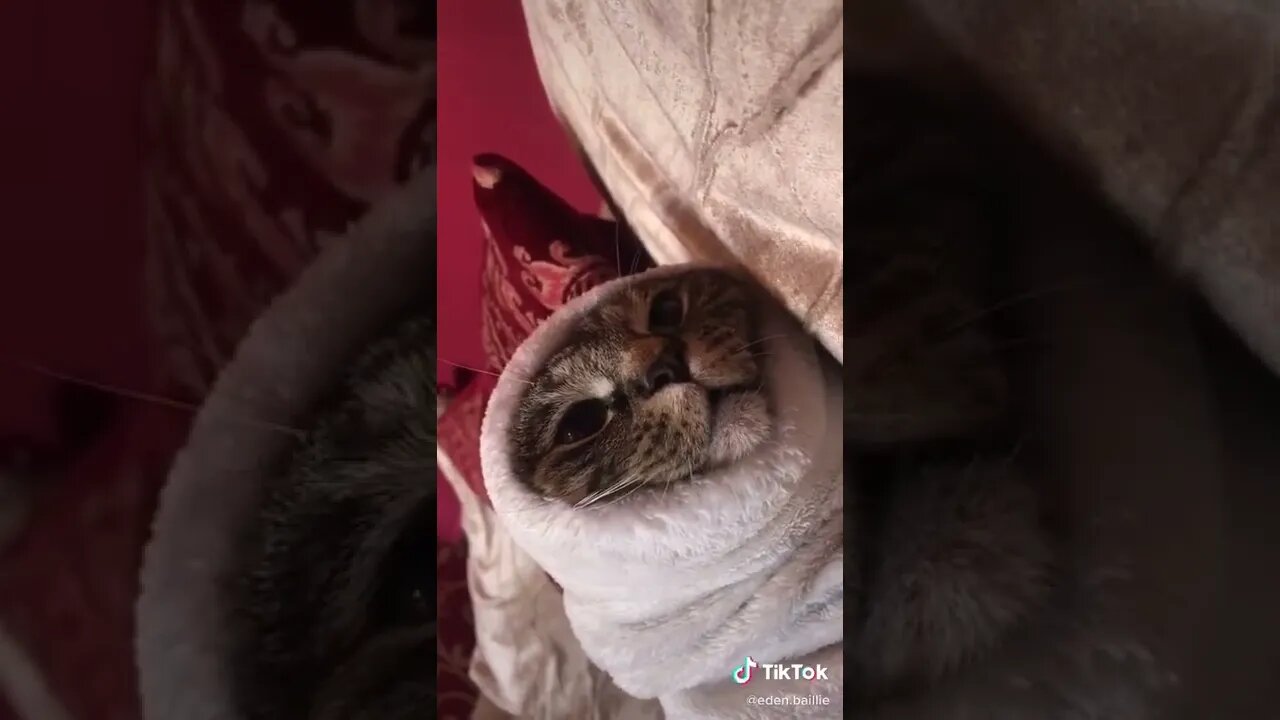 Cat Stuck In Sleeve I TikTok