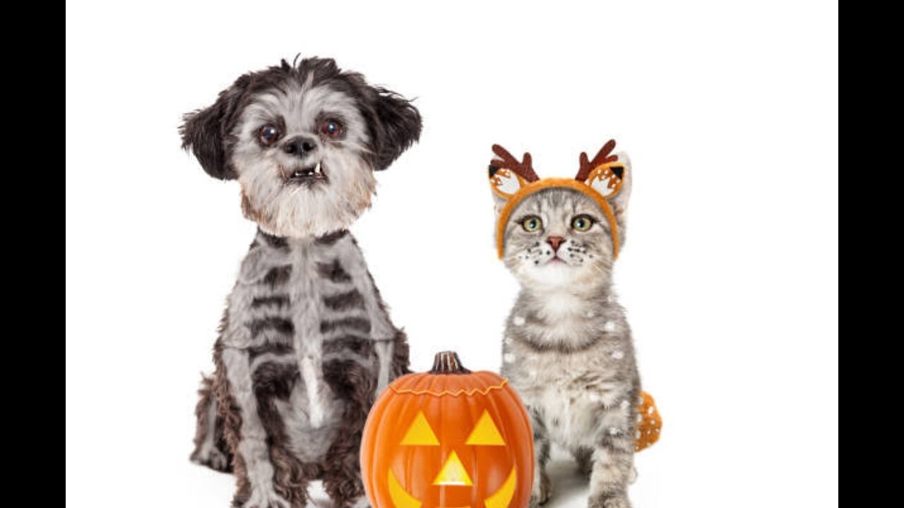 Cats and dogs Halloween edition Try not to laugh
