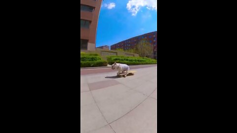 Skatedog 08