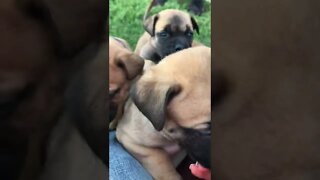 LonelyCreek Serenity litter 5 wk tomorrow
