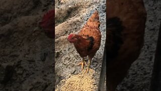 Free range cockerel enjoying fermented feed